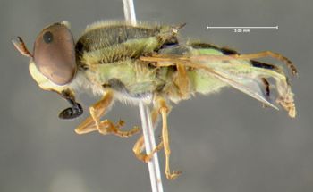 Media type: image;   Entomology 617608 Aspect: habitus lateral view